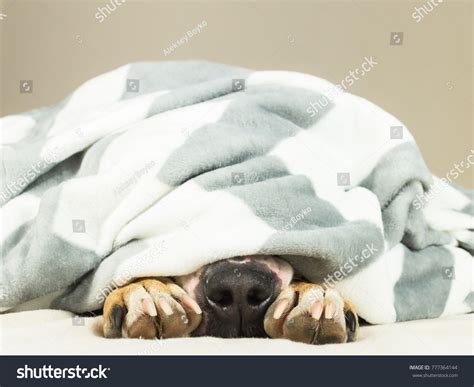 7,082 Dog Blanket Nose Images, Stock Photos & Vectors | Shutterstock