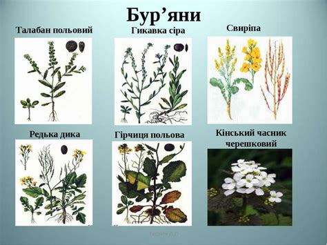Родина Капустяні або Хрестоцвіті - презентація з біології