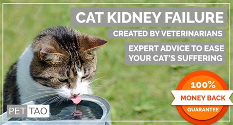 Cat Kidney Failure Course Info - PET | TAO Holistic Pet Products