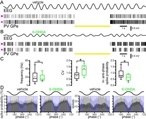 Prototypic PV GPe Neuron Activity Is Relatively Anti Phasic To Cortical