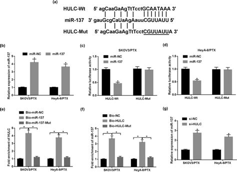 MiR 137 Was A Direct Target Of HULC A The Complementary Binding