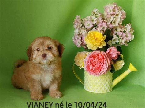 Un chiot Bichon Havanais mâle LOF à vendre Petite Annonce chien