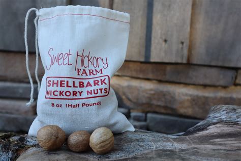 Shellbark Hickory Nuts - Etsy