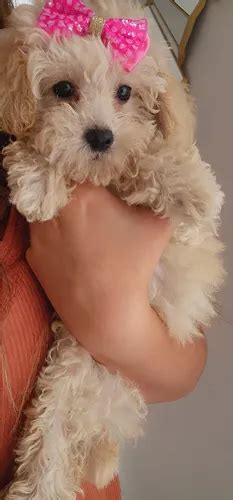 Caniche Mini Toy Hembrita Nude MercadoLibre