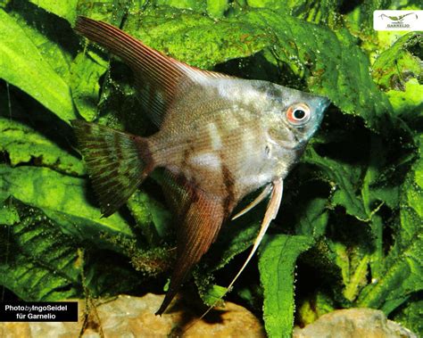 Skalar Gr Nspiegel Pterophyllum Scalare Dnz Einzeltier