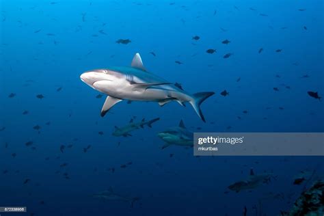 Gray Fin Reef Shark High Res Stock Photo Getty Images