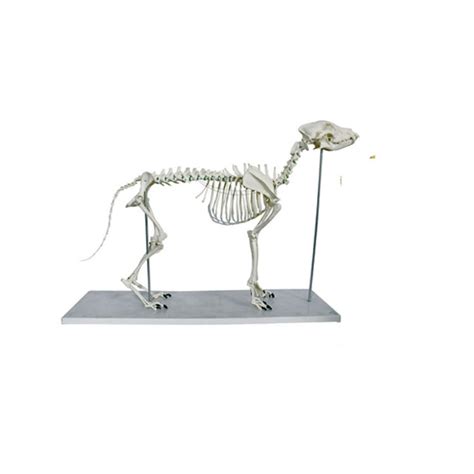 Big Dog Skeleton Model – Petmedtools