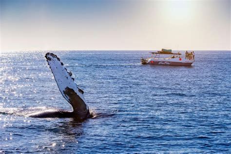 Bay Trip And The Arch Of Cabo San Lucas