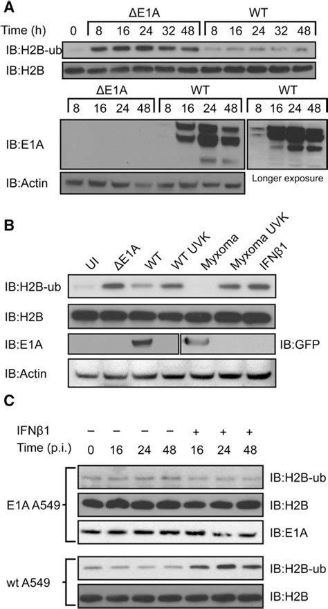 Figure 1 From Adenovirus Evasion Of Interferon Mediated Innate Immunity