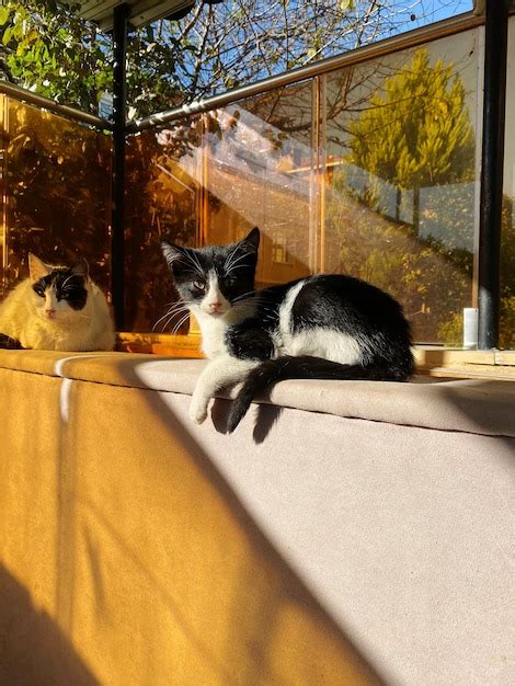 Retrato De Un Gato Sentado En El Suelo Foto Premium