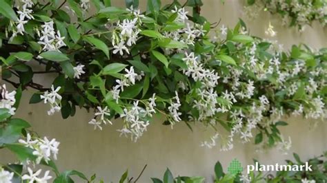 Trachelospermum Jasminoides Chinese Star Jasmine At Plantmark