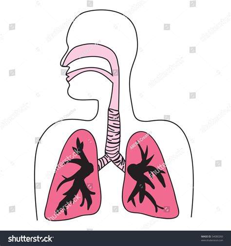 Drawing Human Respiratory System Vector Format 库存矢量图（免版税）54080260