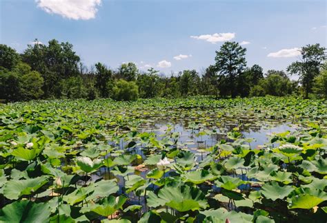 Lotus Bloom At Kenilworth Aquatic Gardens In Washington DC