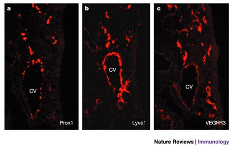 Specification Of Lymphatic Endothelial Cells A At Around Embryonic