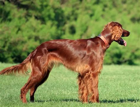 Golden Retriever vs. Irish Setter: 15 Differences To Help You Choose ...