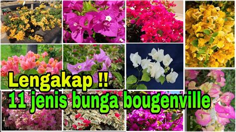 Jenis Bunga Bougenville Youtube