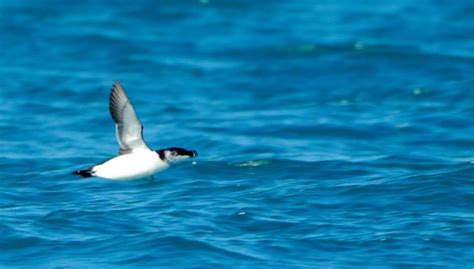 Les Oiseaux P Lagiques De M Diterran E Lpo Ligue Pour La Protection