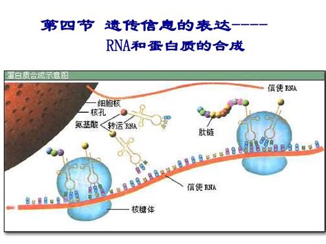 遗传信息的表达word文档在线阅读与下载文档网