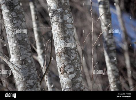 Alnus Incana Gray Alder Trees Stubaital Austrian Alps Europe Stock