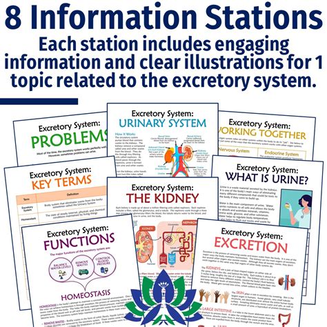 Excretory System Stations Activity Flying Colors Science