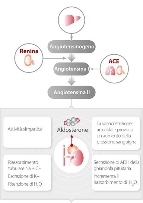 Il Ruolo Della Renina E Dell Aldosterone Nell Iperaldosteronismo