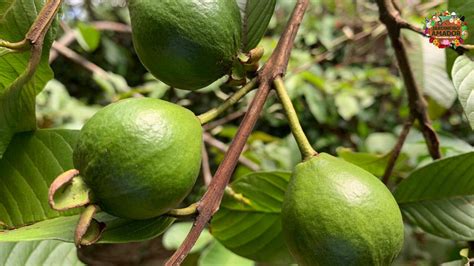 Como Plantar Goiaba Em Vaso Dicas Do Jardineiro Amador