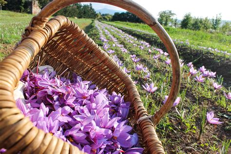 Récolter, sécher et conserver le safran - Tous au potager