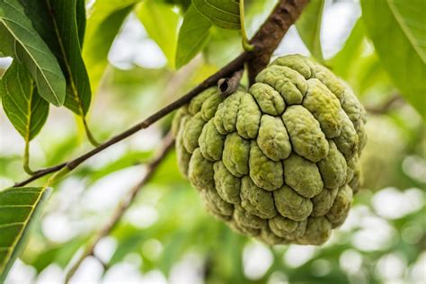 What Is Cherimoya And How To Eat It Fine Dining Lovers