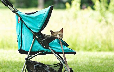 Best Cat Strollers Reviews Of 2020 How We Picked