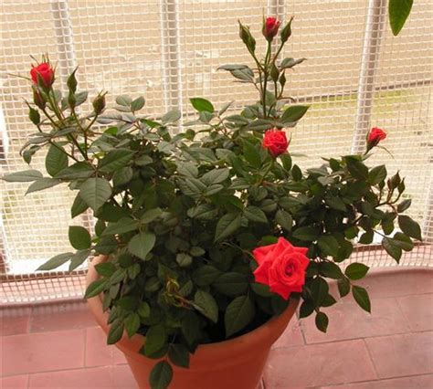 Saiba Como Cultivar Rosas Em Vasos Plantasonya O Seu Blog Sobre