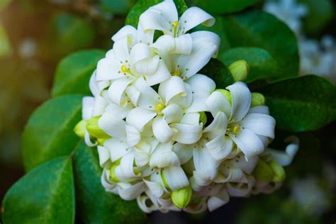 How To Grow And Care for Orange Jasmine (Murraya paniculata) | Florgeous