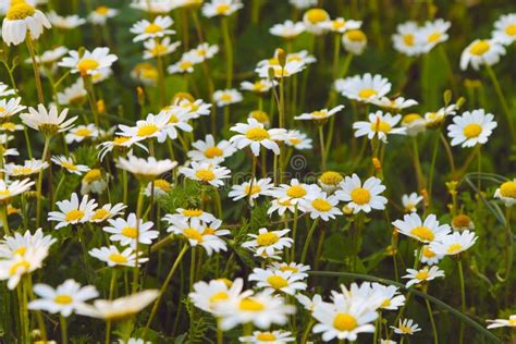 Daisy flowers field. stock image. Image of plant, daisy - 127131405