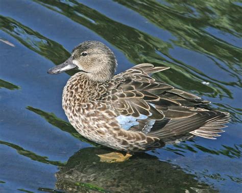 Blue Winged Teal Photos Birdspix