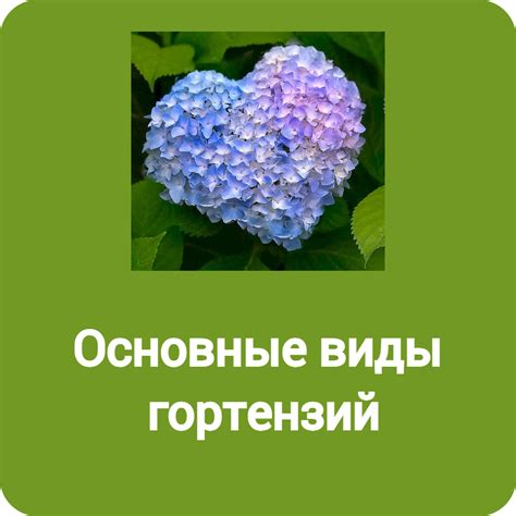 Основные виды гортензий | Всё о растениях