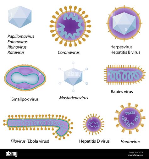 Morfolog A De Los Virus Comunes Fotograf A De Stock Alamy