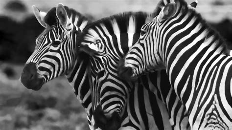 International Zebra Day: Interesting facts about zebra you probably ...