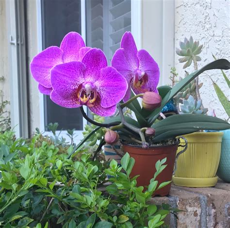 My OX Prince Phal looking like a King : orchids