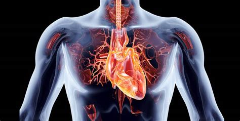 Ocho Hábitos Esenciales Para Cuidar La Salud Cardiovascular Top Doctors