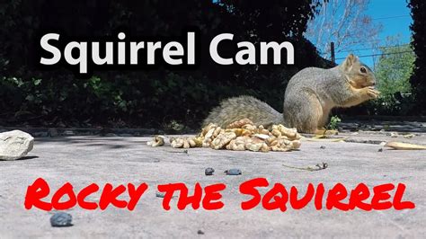 Rocky The Squirrel Eats Walnuts 2020 Youtube