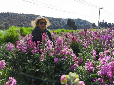 Inicia la Cosecha de Flor para Día de Muertos