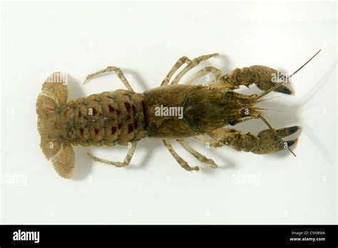 White Clawed Crayfish Hi Res Stock Photography And Images Alamy