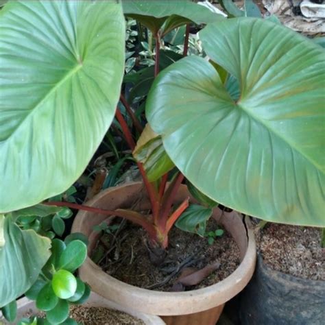 Jual Tanaman Hias Homalomena Tinggi Pohon 40 Cm Sampai 80 Cm Shopee