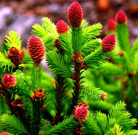 Picea Abies Pusch Dwarf Norway Spruce For Sale Kigi Nursery