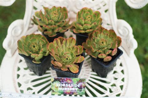 Aeonium Holospathulatum Potted Succulent Grown In The Uk Corseside Nursery Pembrokeshire