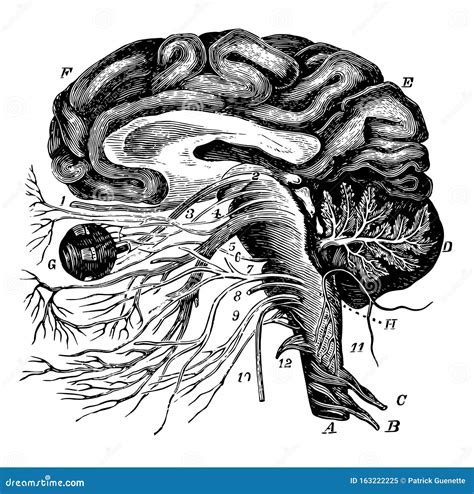 大脑和脑神经的复古插图 向量例证 插画 包括有 空白 例证 投反对票 向量 图画 后脑 葡萄酒 163222225