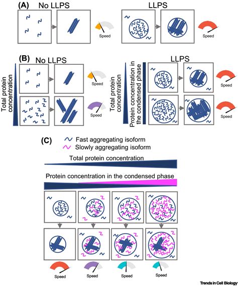 Tau Liquidliquid Phase Separation In Neurodegenerative Diseases