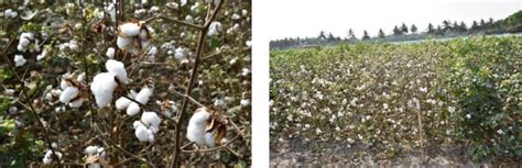 High Density Planting System Of Cotton In India Status And Breeding Strategies Intechopen