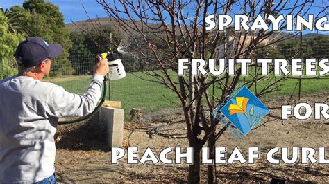 Spraying Fruit Trees For Peach Leaf Curl Youtube