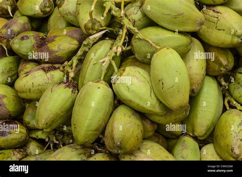 Raw Green Coconuts Stock Photo Alamy