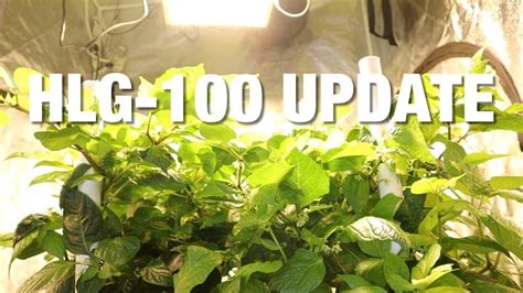 HLG 100 Quantum Board Grow Light Update 2 Horticulture Lighting